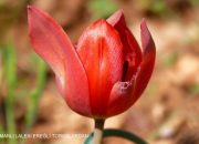 Dede Yunus GÜRSOY ‘un Objektifinden